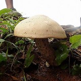 Macrocybe titans image
