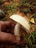 Macrocybe titans image