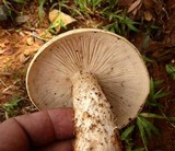 Macrocybe titans image