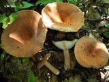Lactarius volemus image