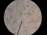 Hemistropharia albocrenulata image