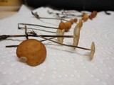 Rhizomarasmius pyrrhocephalus image