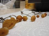 Rhizomarasmius pyrrhocephalus image