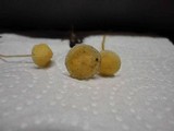 Mycena crocea image