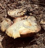 Boletus orovillus image