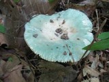 Russula parvovirescens image
