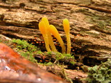 Microglossum rufum image