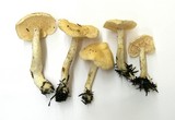 Hydnum oregonense image