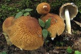 Psathyrella delineata image