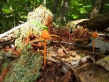 Entoloma salmoneum image