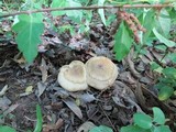 Lyophyllum decastes image
