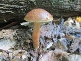 Aureoboletus auriporus image