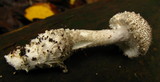 Amanita onusta image