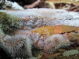 Ceratiomyxa fruticulosa var. fruticulosa image