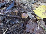 Rhodocollybia butyracea image
