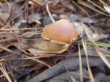 Rhodocollybia butyracea image