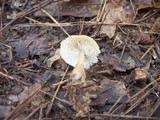Rhodocollybia butyracea image