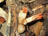 Pseudocolus fusiformis image