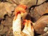 Pseudocolus fusiformis image