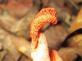 Pseudocolus fusiformis image