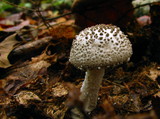 Amanita onusta image