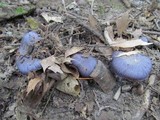 Cortinarius velicopia image