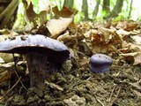 Cortinarius velicopia image
