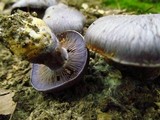 Cortinarius velicopia image