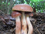 Aureoboletus auriporus image