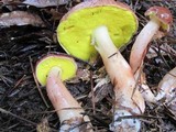 Aureoboletus auriporus image