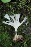 Sebacina schweinitzii image