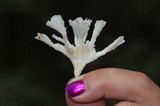 Sebacina schweinitzii image