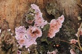 Punctularia atropurpurascens image