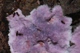 Punctularia atropurpurascens image