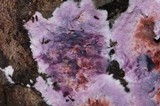 Punctularia atropurpurascens image