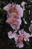 Punctularia atropurpurascens image