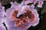 Punctularia atropurpurascens image