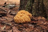 Sparassis americana image