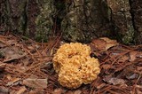 Sparassis americana image