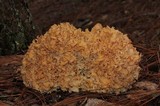 Sparassis americana image