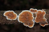 Gloeoporus dichrous image