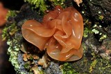 Phaeotremella foliacea image