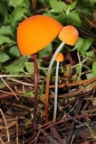 Marasmius spegazzinii image