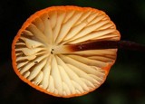 Marasmius spegazzinii image