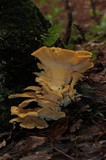 Meripilus sumstinei image