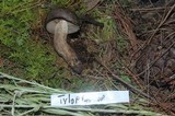 Tylopilus obscurus image