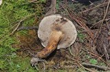 Tylopilus obscurus image
