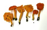 Hygrocybe miniata image