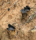 Scleroderma polyrhizum image