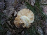 Russula atropurpurea image